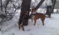 /album/babies/a2013-01-29-bengal-cat-staffordshire-terrier-in-the-snow-playing-1-jpg/